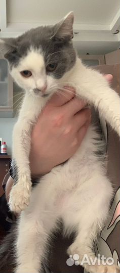 Котик котенок в добрые руки