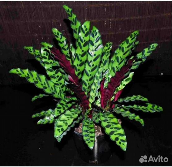 Калатея лансифолия, нетворк