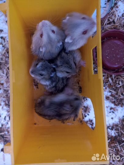 Хомяки джунгарские и породистые