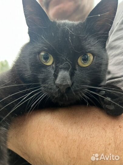 Черный кот