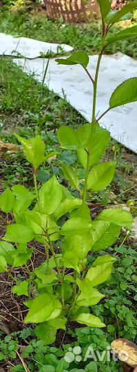 Саженцы вишни шиповника каштана и дуба