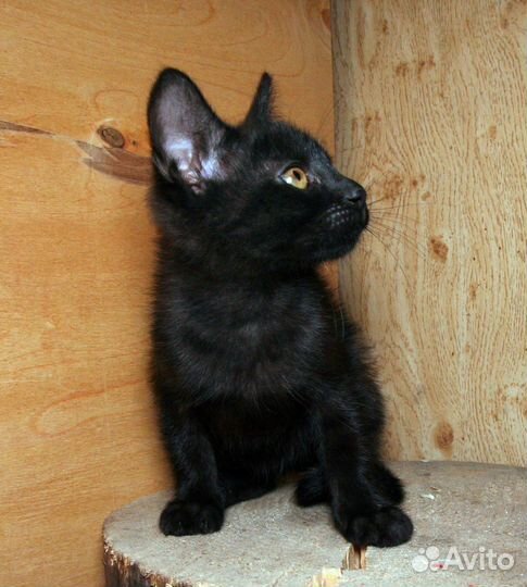 Черный котенок (чертенок) 2 месяцев ищет семью