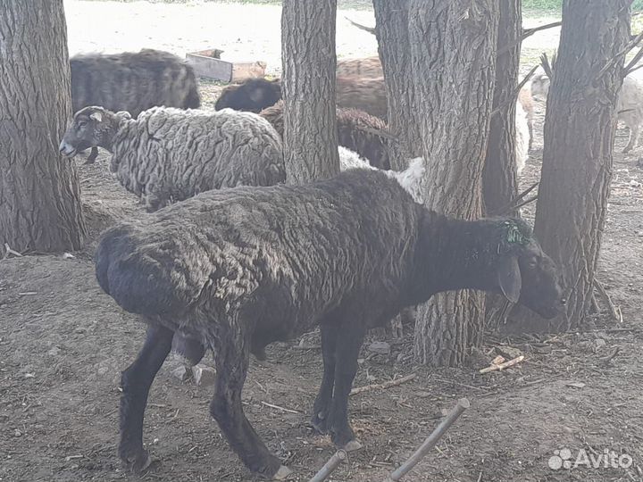 Бараны на курбан байрам живым весом