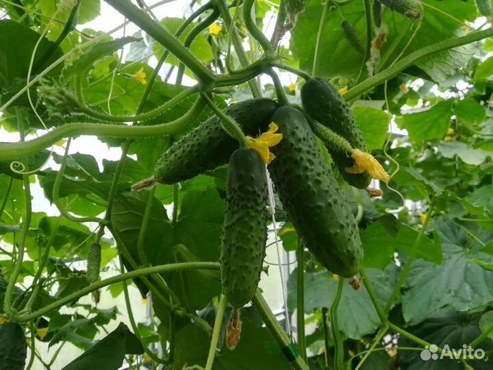 Семена ранних огурцов Маша f1, Зятёк f1