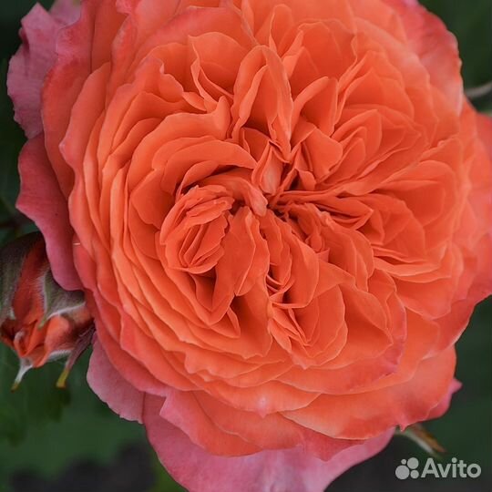 Саженцы Роз Эмильен Гийо