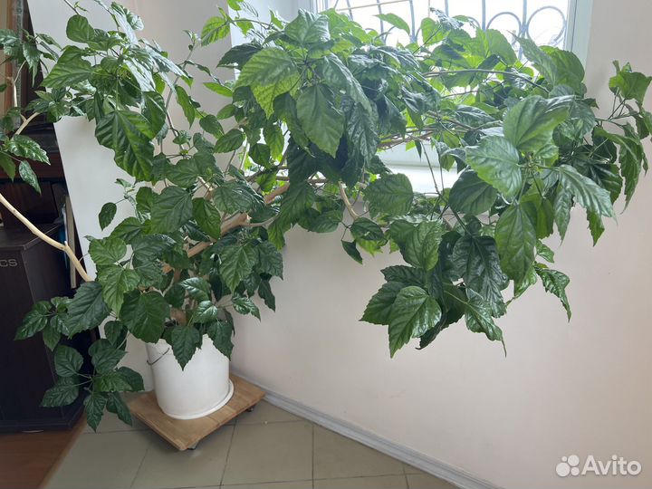 Розан китайская роза