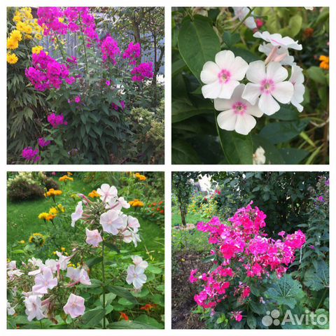 Многолетники