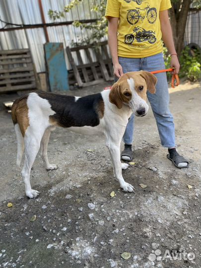 Собака в добрые руки