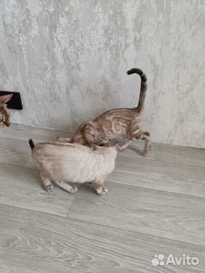 Снежные бенгальские котята