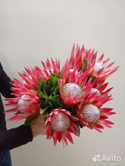 Цветы Экзотика Протея