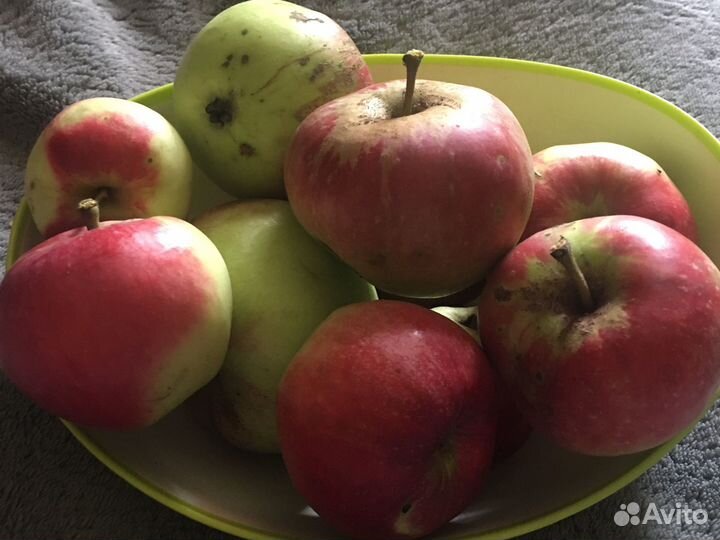 Продам яблоки