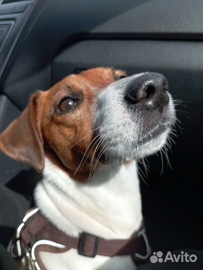 Джек (парсон ) Рассел терьер в добрые руки