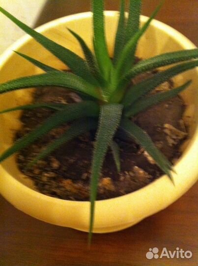 Кактусы разных видов