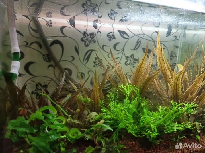 Криптокарина