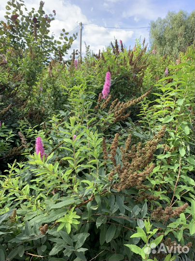 Спирея дугласа