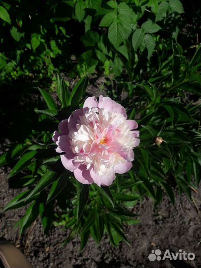 Пион. Обмен, продажа