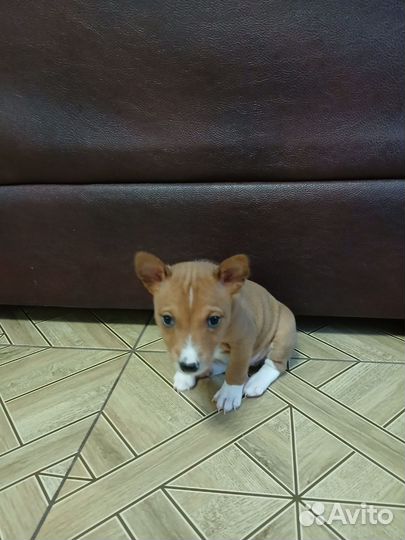 Щенки басенджи