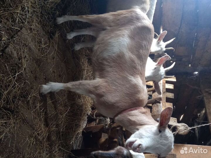 Зааненские Козы и Козлы и 2 бычка(по 5 месяцев)