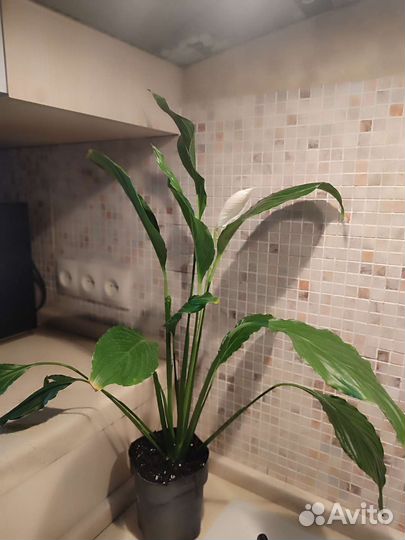 Спатифиллум, шлюмбергер