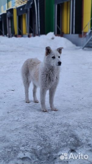 Собака в добрые руки