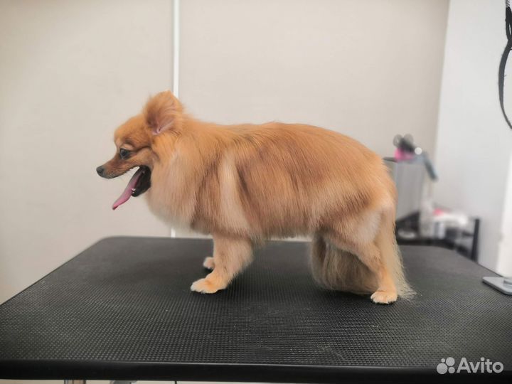 Услуги начинающего грумера