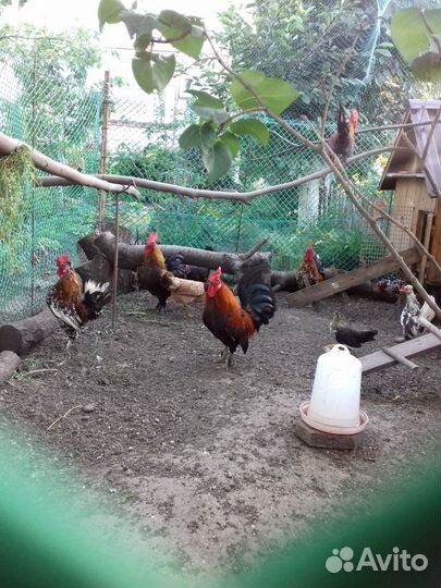 Декоративные петушки