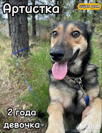 Собака в добрые руки отдам бесплатно