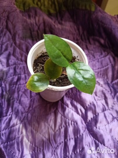 Замиокулькас