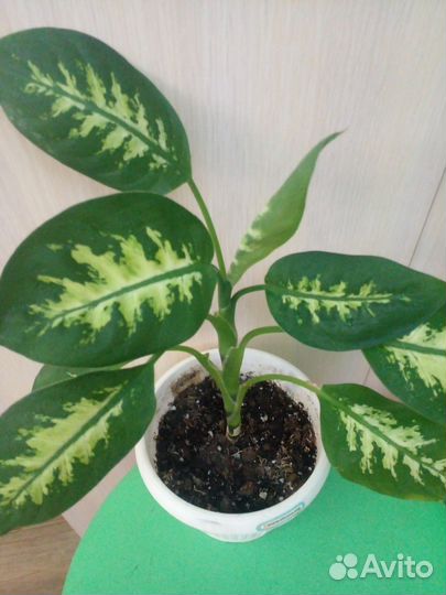 Диффенбахия алоказия