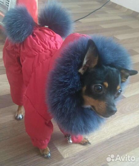 Комбинезон на той терьера