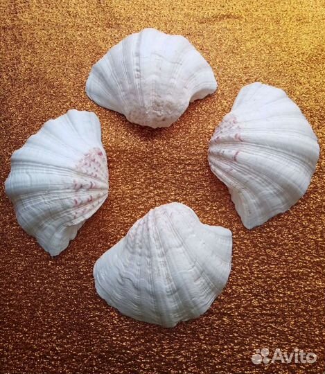 Морская большая ракушка