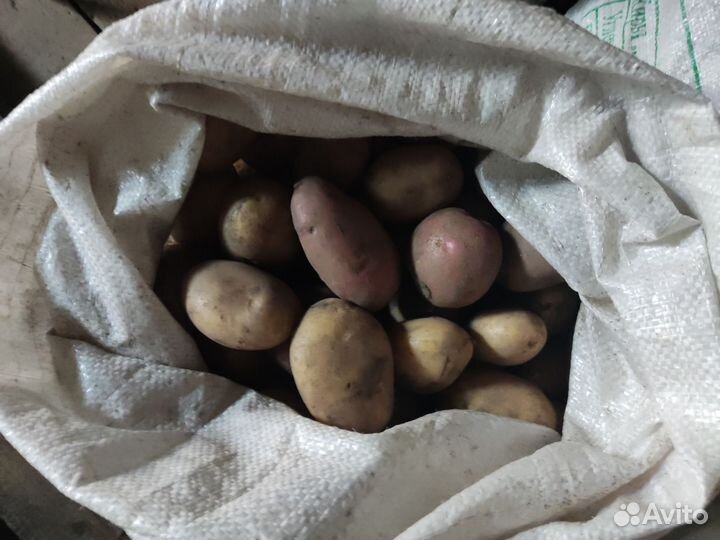 Продам картофель