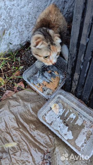 Шотландская вислоухая кошка