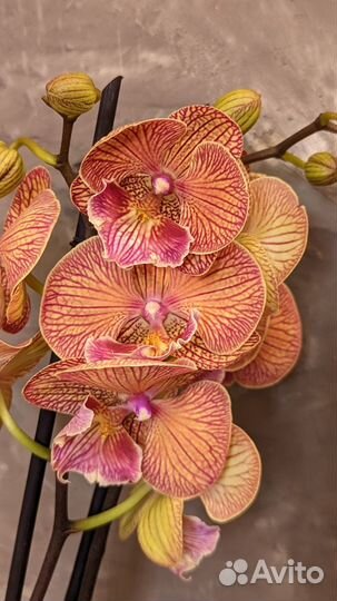 Орхидея биг лип