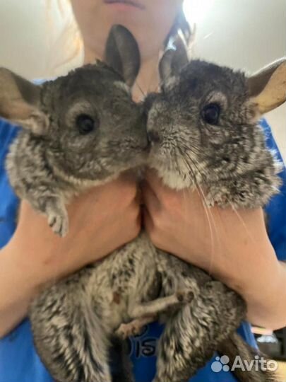 Продам семью шиншил