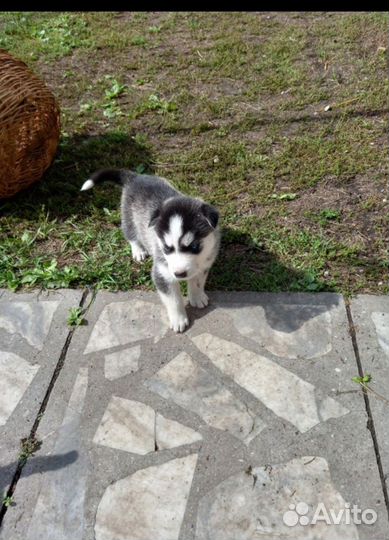 Хасята(щенки)