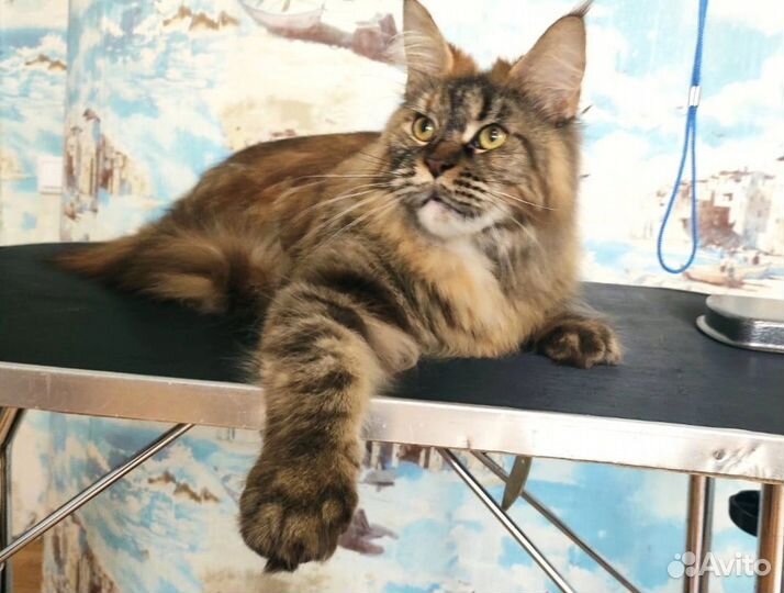 Мейн кун в добрые руки