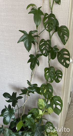 Монстера Манки