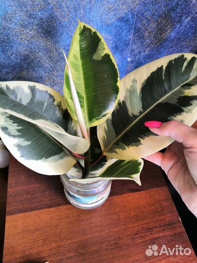 Фикус тинеке