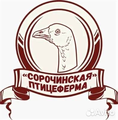 Гуси маточник