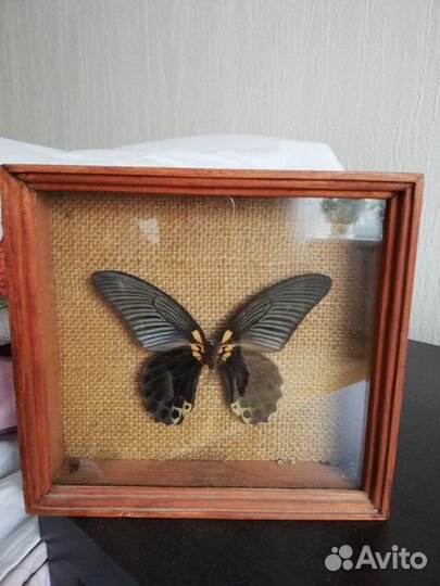 Бабочка в рамке
