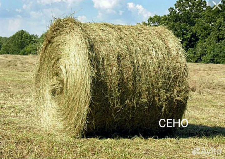 Сено в тюках с доставкой, как вчера косил) овес