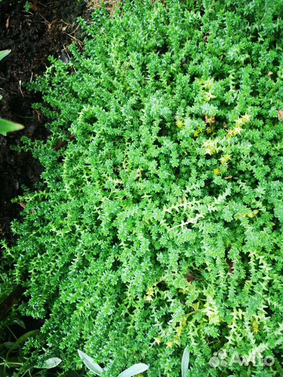 Очиток почвопокровный, 2х видов