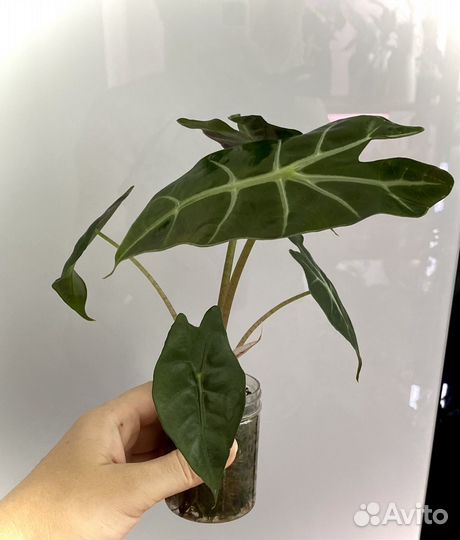 Алоказия Полли