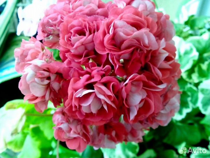 Пеларгония герань розебудная