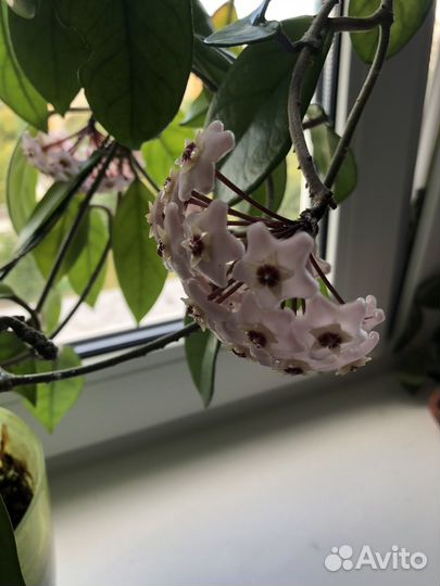 Хойя взрослая