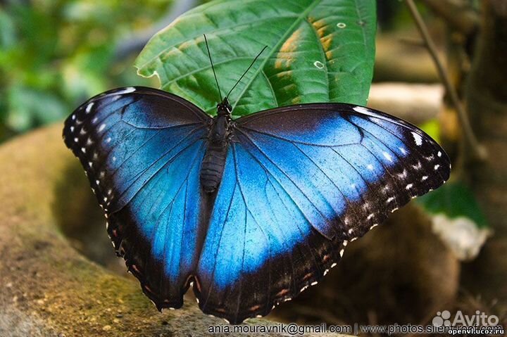 Живые тропические бабочки