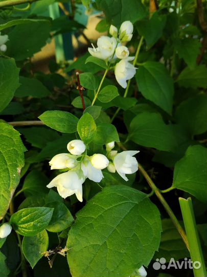 Саженец чубушника (жасмин )