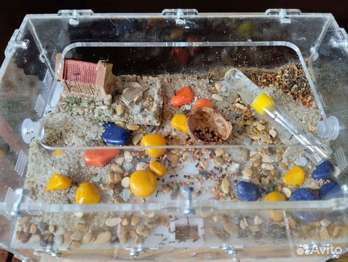 Муравьиная ферма с муравьями