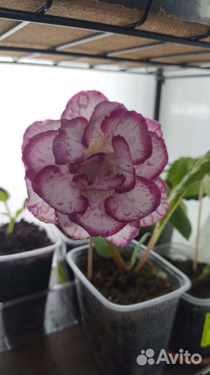 Комнатные растения цветы